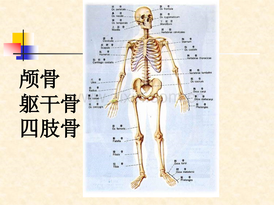 系统解剖学躯干骨四肢骨.pptx_第2页