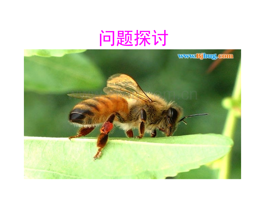 生态系统的信息传递课件屈雅.pptx_第2页