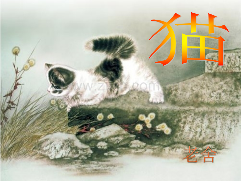 猫公开课.pptx_第1页