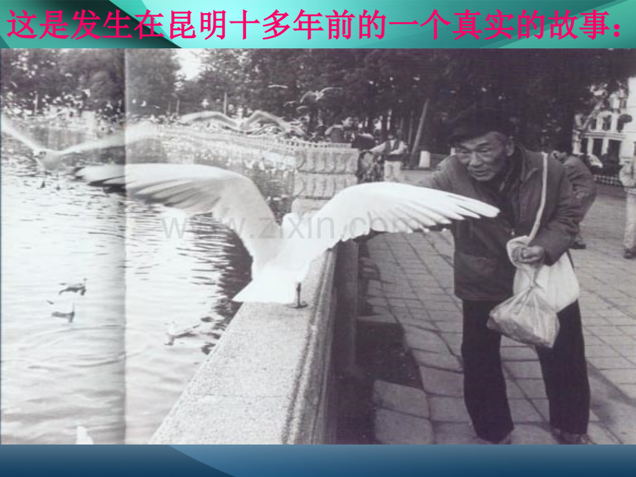 老人与海鸥ppt优秀课件.pptx_第1页