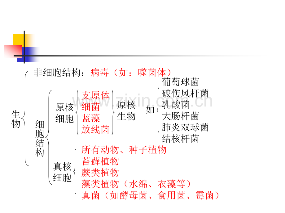 生命的基本单位-细胞.pptx_第2页