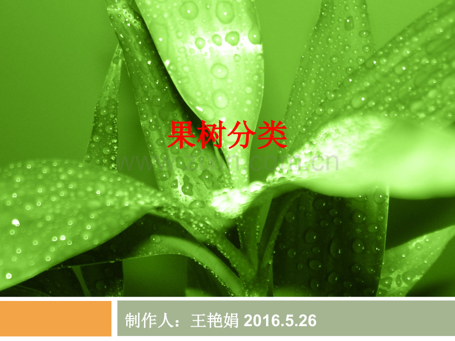 果树的分类分析.pptx_第1页