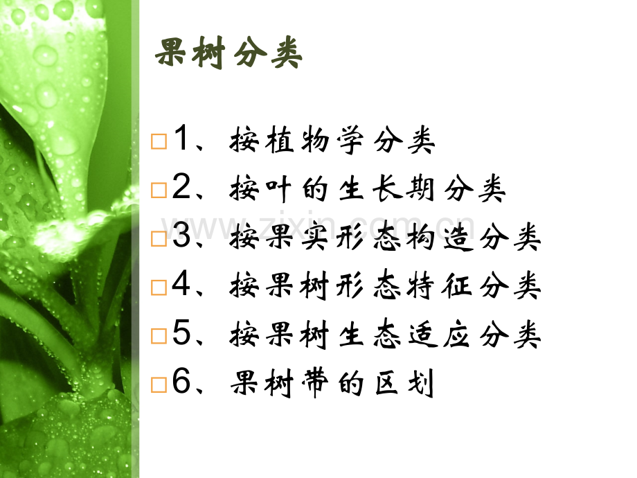 果树的分类分析.pptx_第2页
