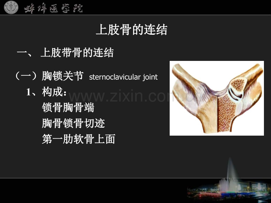 系统解剖学05.pptx_第2页