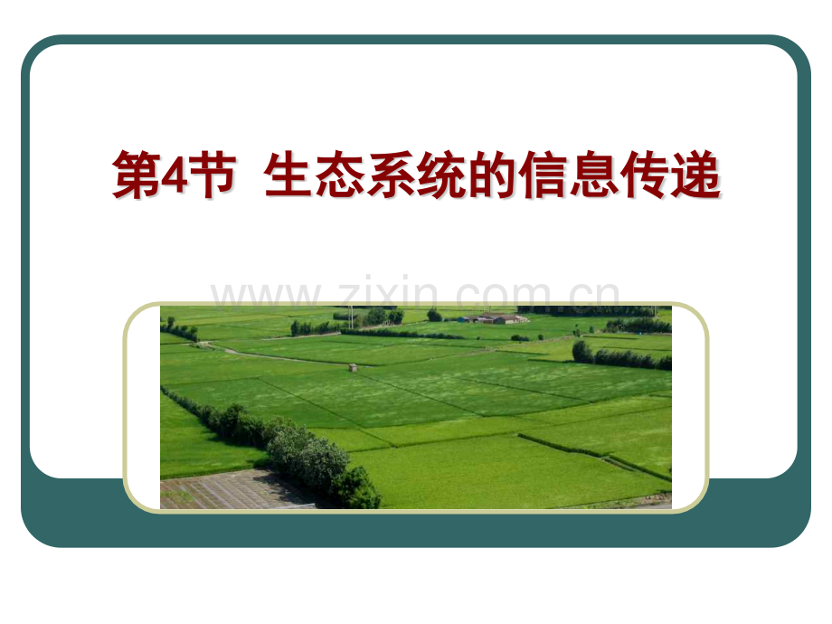 生态系统的信息传递课件曾晓清.pptx_第1页