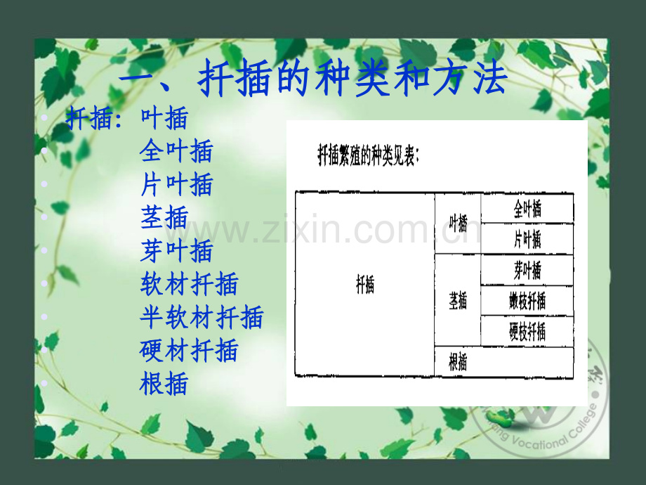 花卉扦插繁殖.pptx_第2页