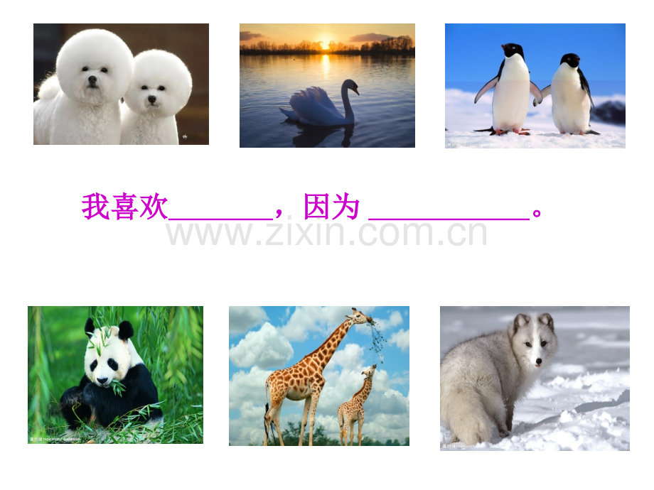 绘本小绿狼.pptx_第1页