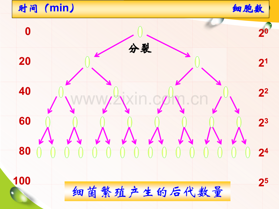 种群的数量变化.pptx_第2页