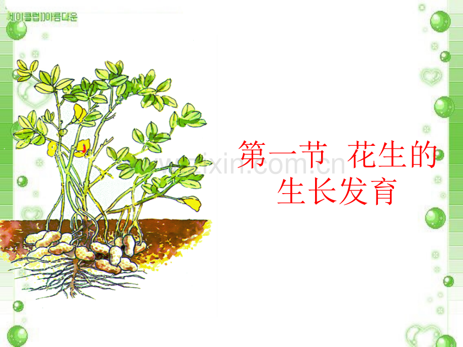花生生长发育.pptx_第1页