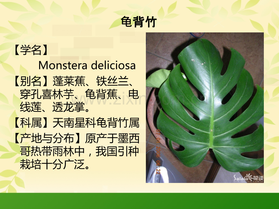 花卉植物大全.pptx_第2页