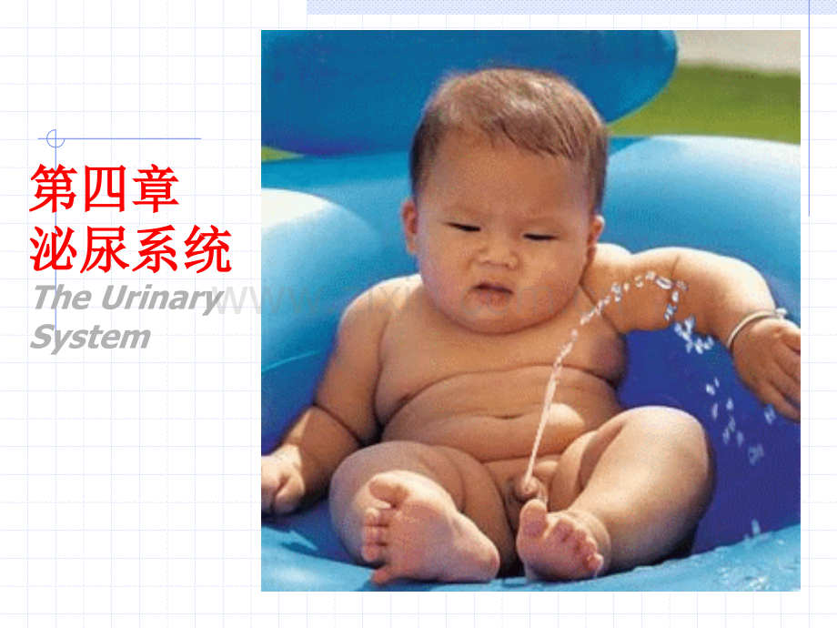泌尿系统0.pptx_第1页