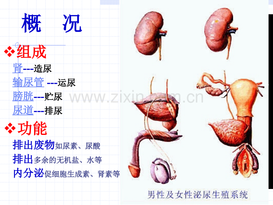泌尿系统0.pptx_第2页