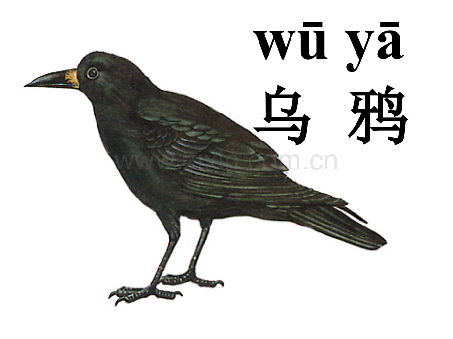 语文19乌鸦喝水.pptx_第2页