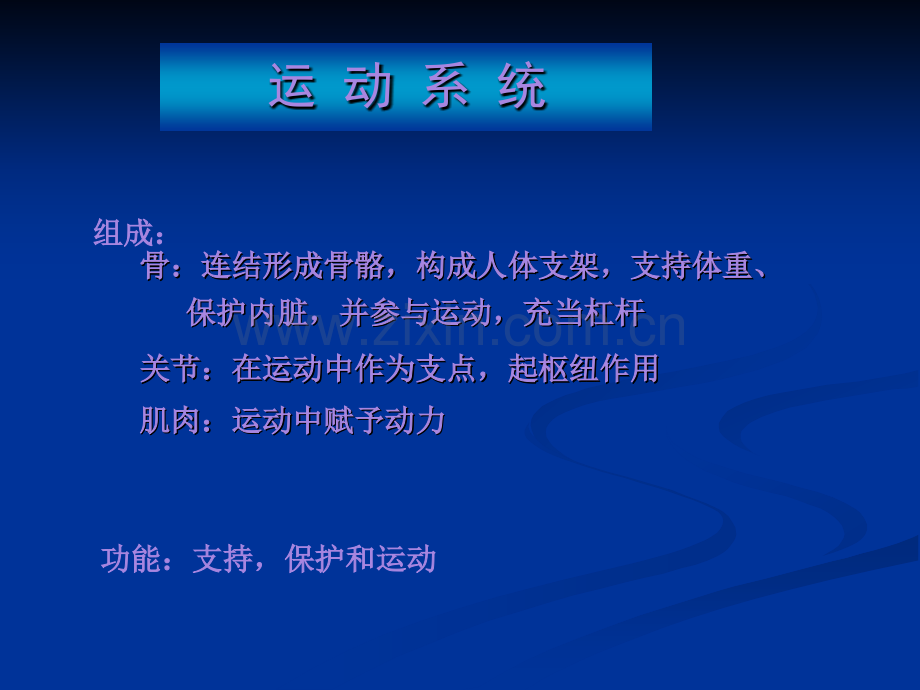 系解01骨学.pptx_第2页