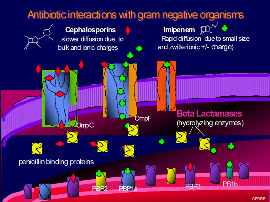 细菌耐药机制huishi.pptx_第2页
