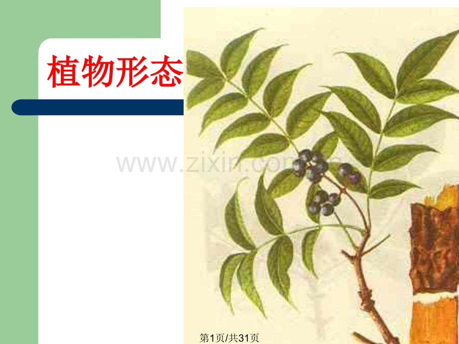 芸香科黄柏枳壳.pptx_第1页