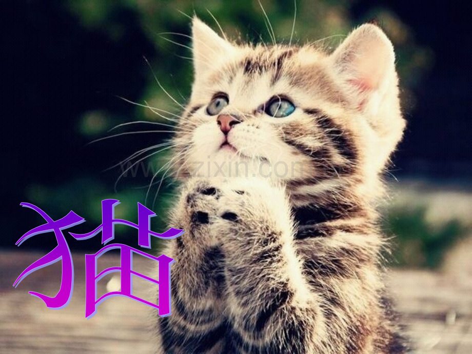 猫优质.pptx_第1页
