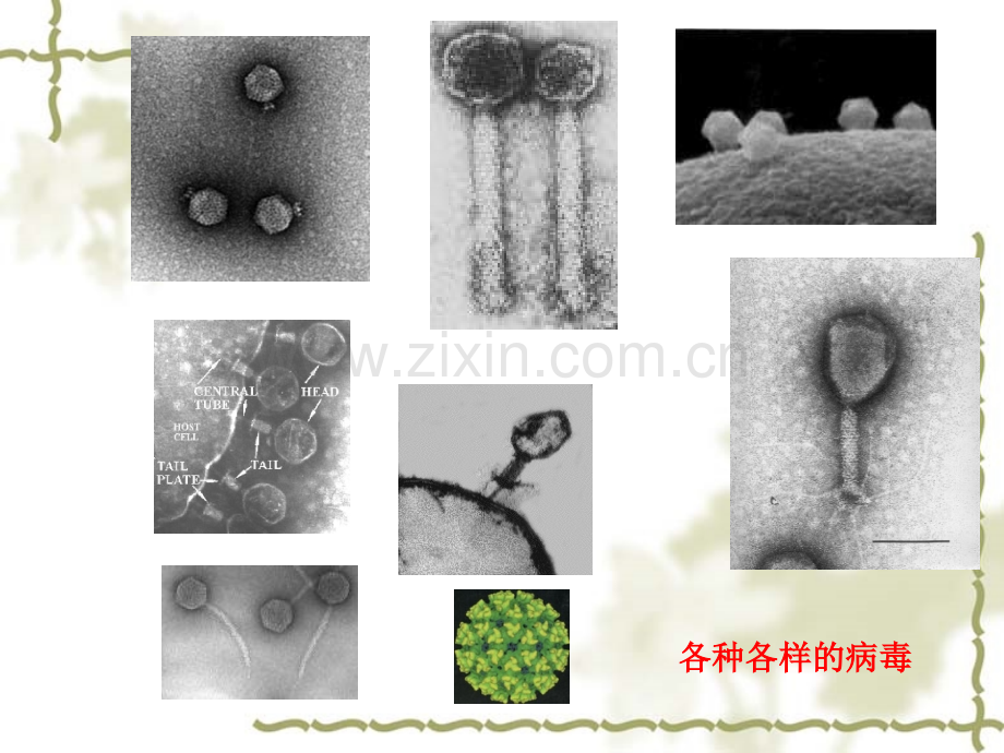 细胞识别和免疫.pptx_第2页