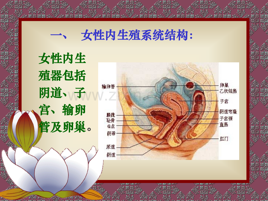 生孕原理及避孕节育.pptx_第2页