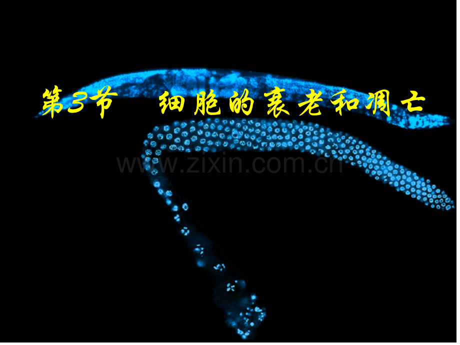 细胞的衰老和凋亡课件3.pptx_第1页
