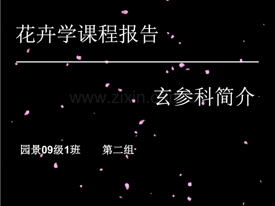 花卉学玄参科介绍.pptx_第1页