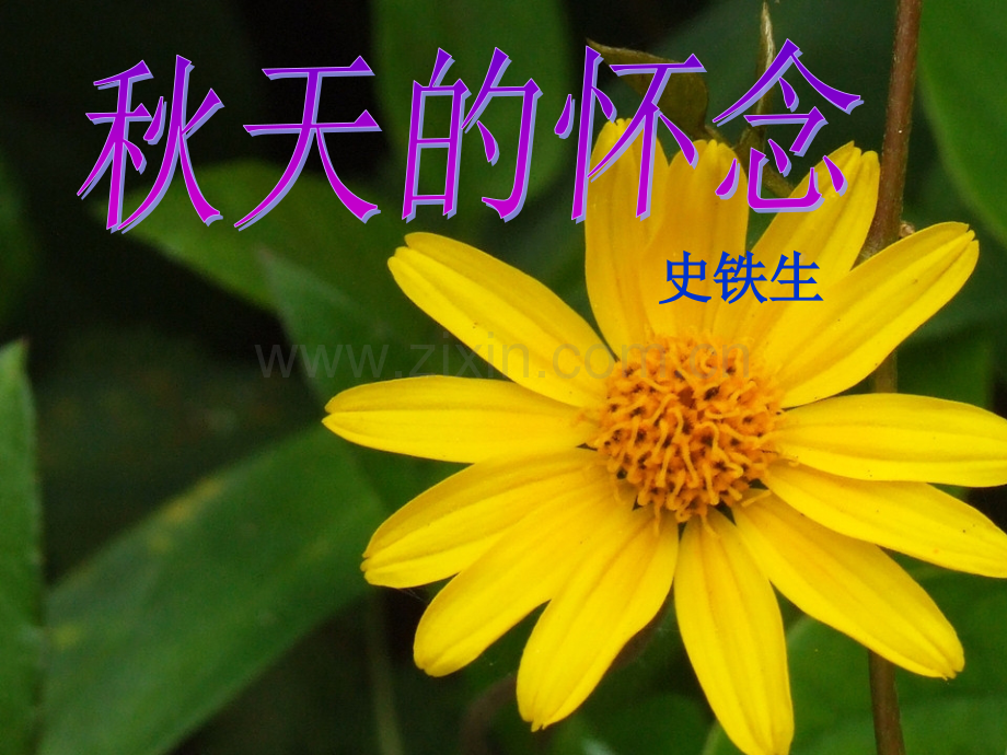 秋天的怀念资料.pptx_第1页