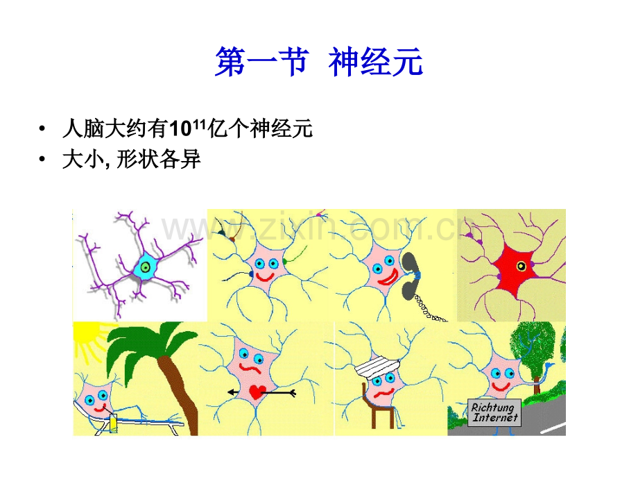 神经元和神经胶质细胞.pptx_第2页