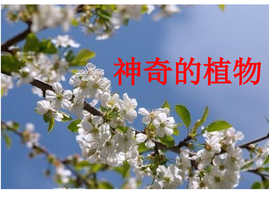 最奇特的植物.pptx_第1页