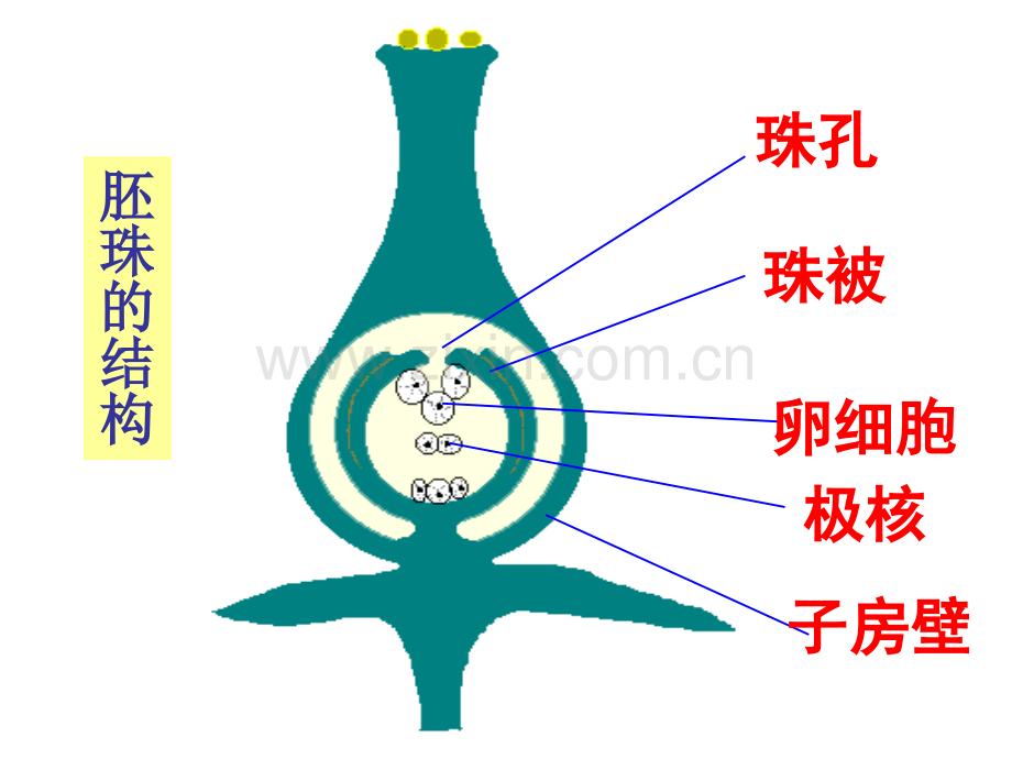 果实和种子的形成一.pptx_第1页