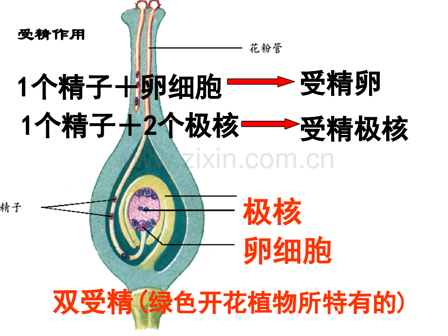 果实和种子的形成一.pptx_第2页