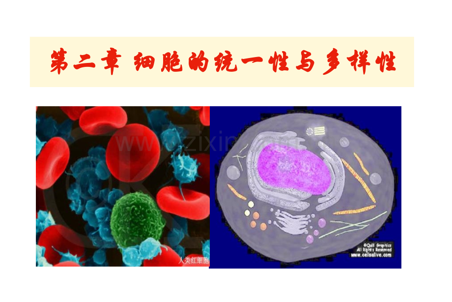 第二章+++细胞的基本知识.pptx_第1页