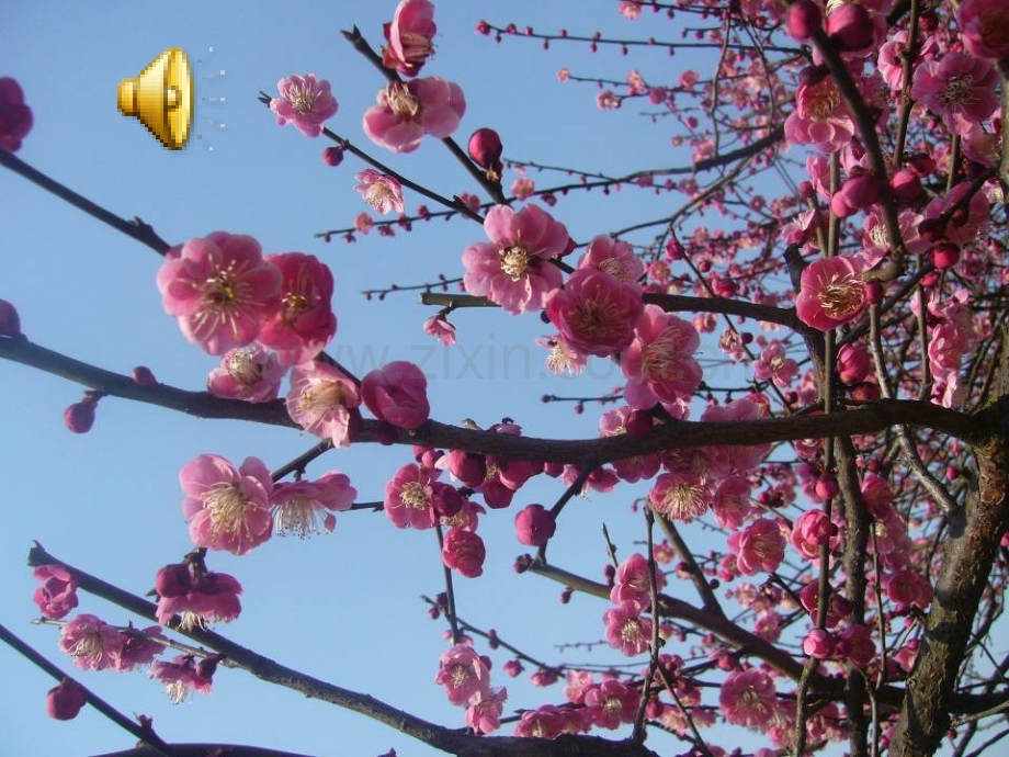 梅花魂侯肖雅.pptx_第2页
