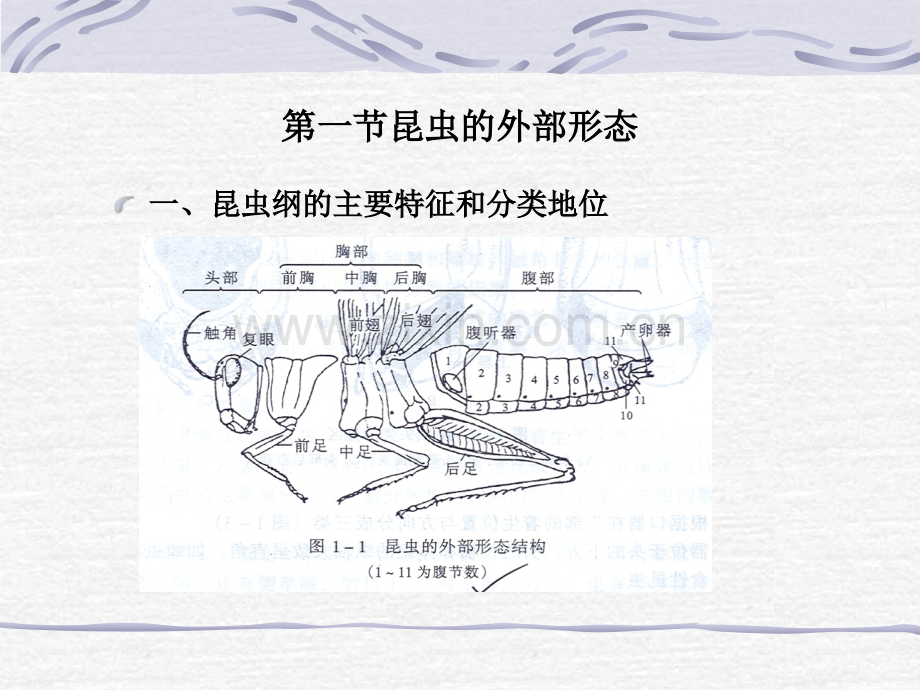 林业有害昆虫基础知识.pptx_第2页