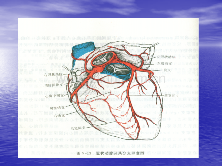 详解抗心绞痛药物使用.pptx_第2页