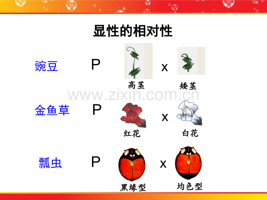 显性的相对性.pptx_第1页