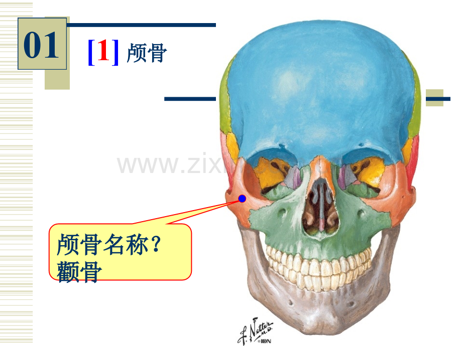 系统解剖学07—1—96学时实验.pptx_第2页