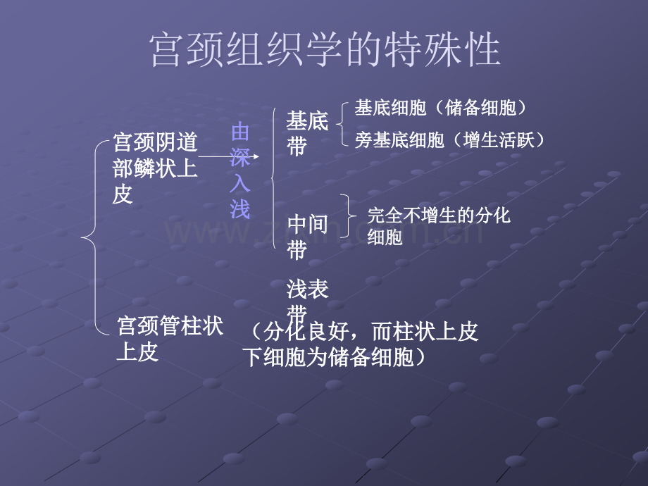 宫颈移行带ppt课件.ppt_第2页