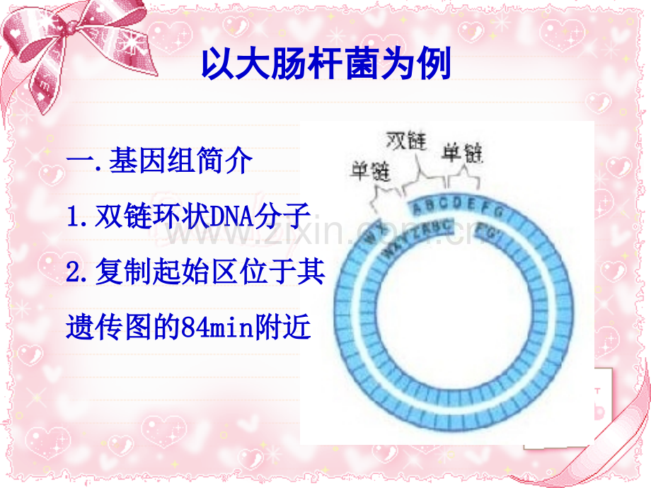 原核生物DNA复制的特点.pptx_第2页