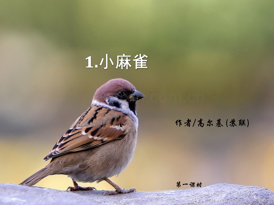 小麻雀-件-语文S小学五级上册.pptx_第1页
