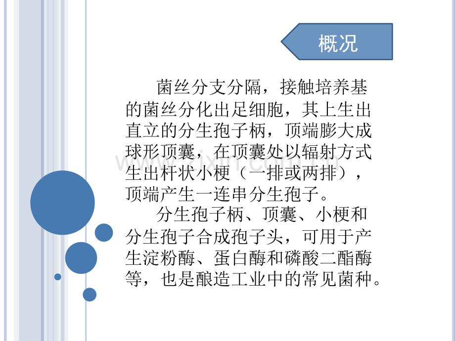 微生物曲霉菌属.pptx_第2页