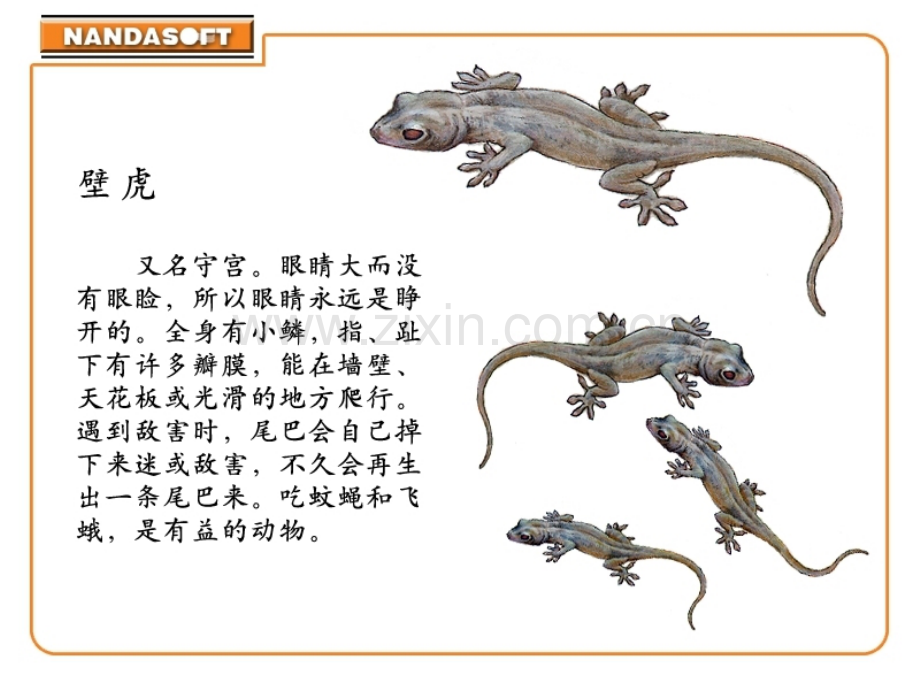 小壁虎结尾巴.pptx_第2页