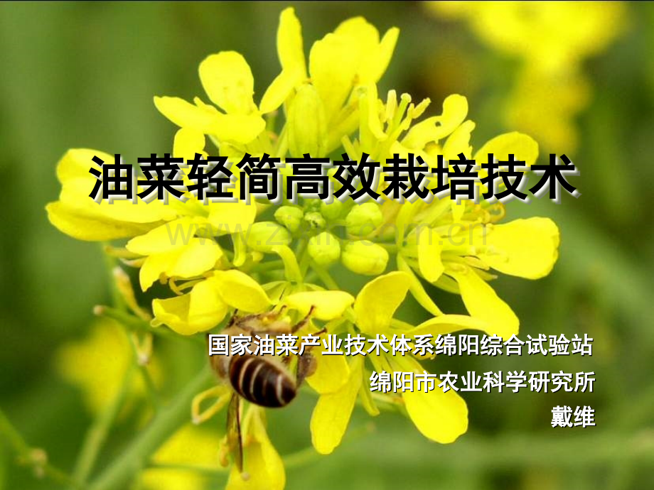 油菜轻简高效栽培技术1.pptx_第1页