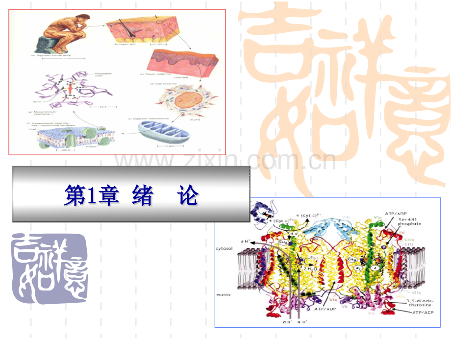 动物生物化学.pptx_第1页