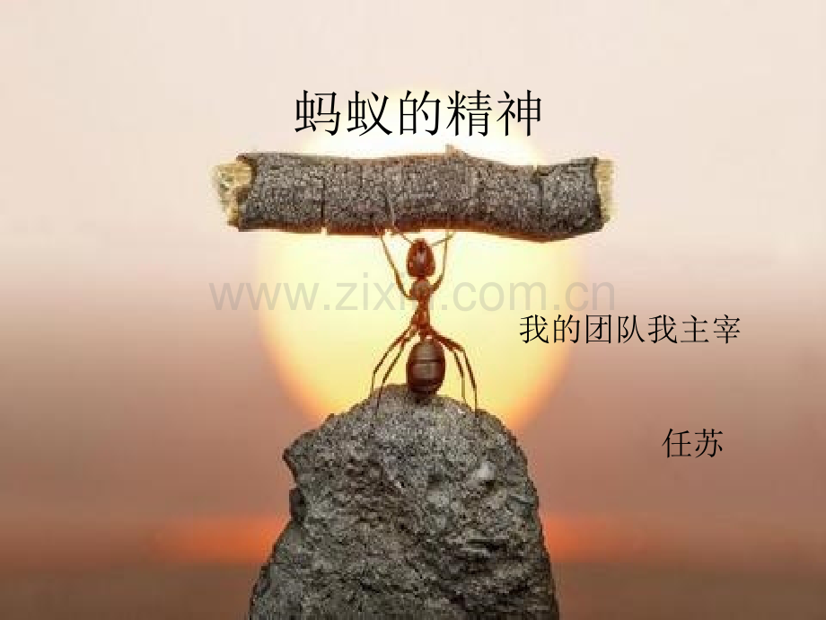 团队合作蚂蚁的精神.pptx_第1页