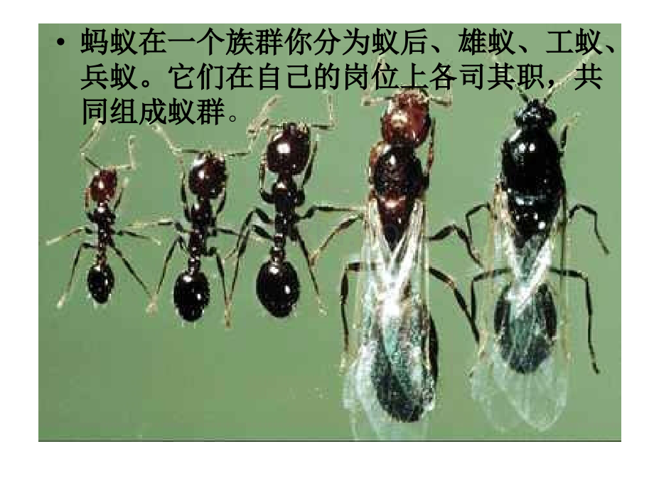 团队合作蚂蚁的精神.pptx_第2页