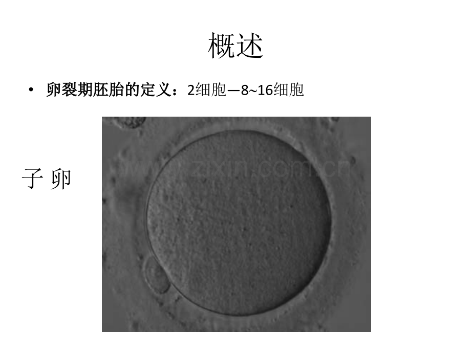 卵裂期胚胎评分.pptx_第1页