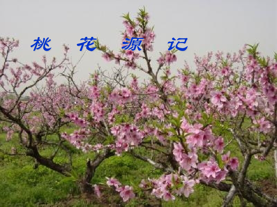 八年级语文上册桃花源记人教新课标版.pptx_第1页