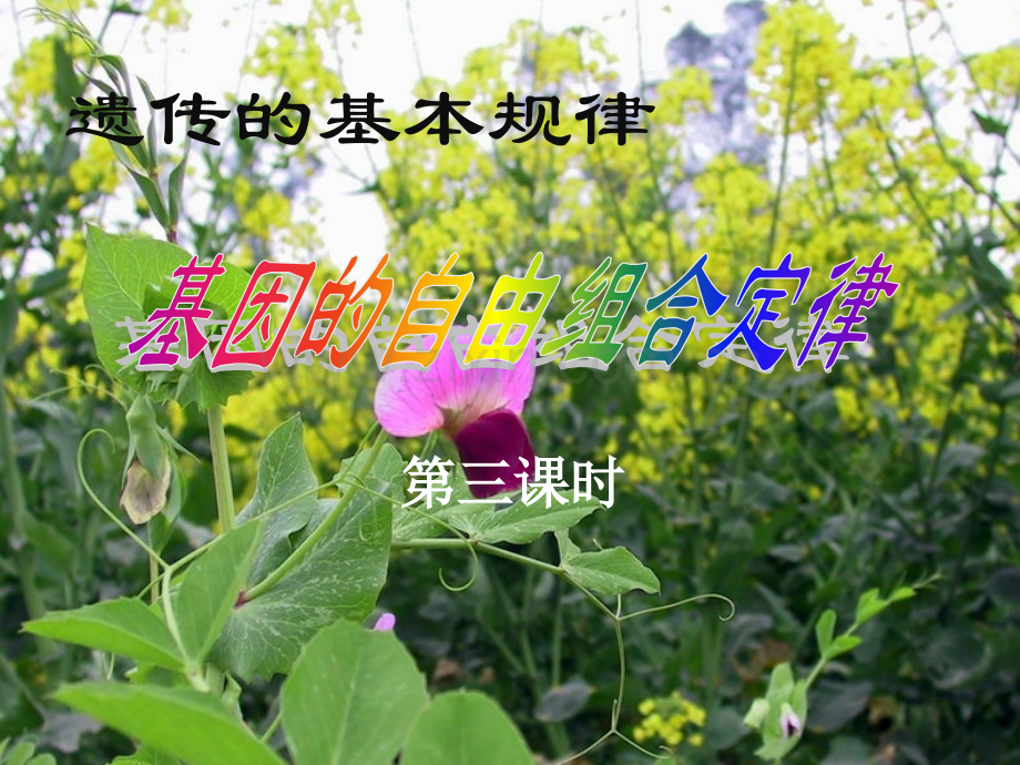 孟德尔豌豆杂交实验二时.pptx_第1页