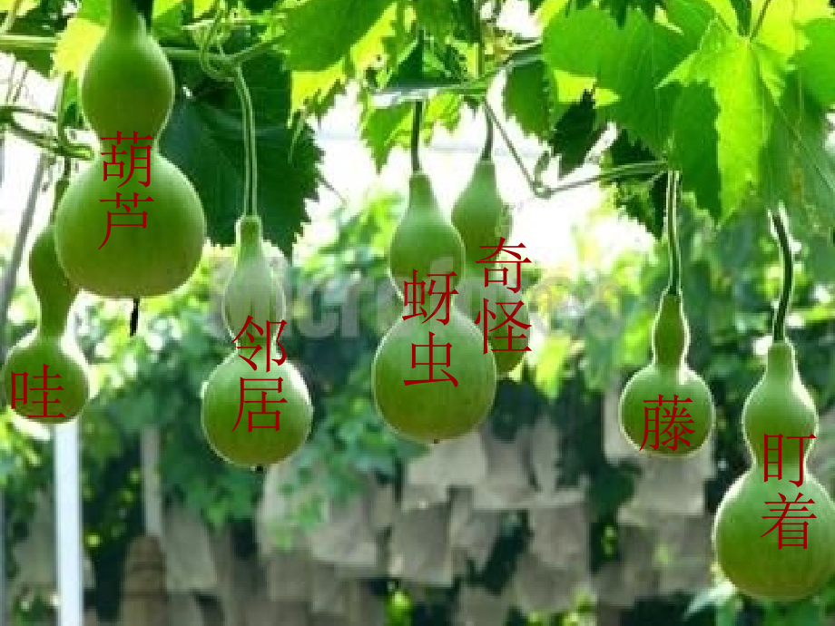 教学中互联网优秀评选我要是葫芦PPt辽宁省铁岭调兵山市晓南学校宋双爽.pptx_第1页