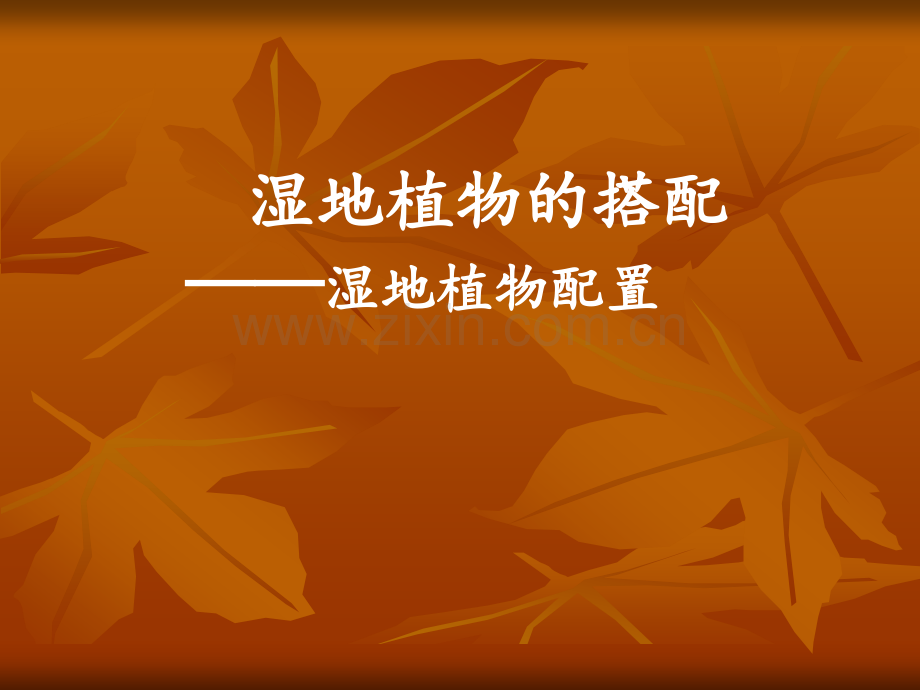 湿地植物配置.pptx_第1页